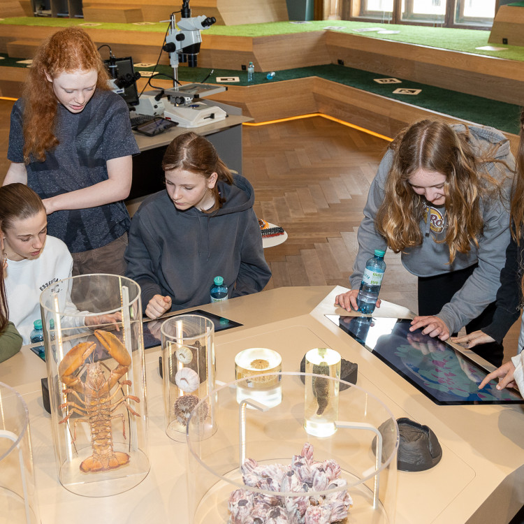 Girls&#39; Day im Zeichen von Wissenschaft und Forschung: Bildungsminister begleitet Schülerinnen ins Naturhistorische Museum - Bild Nr. 12243