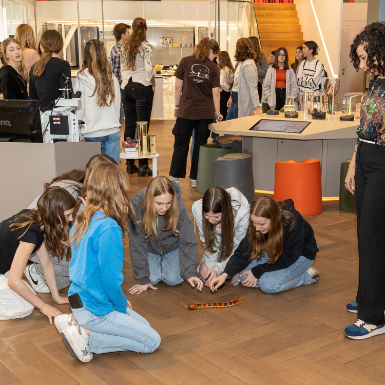 Girls&#39; Day im Zeichen von Wissenschaft und Forschung: Bildungsminister begleitet Schülerinnen ins Naturhistorische Museum - Bild Nr. 12263