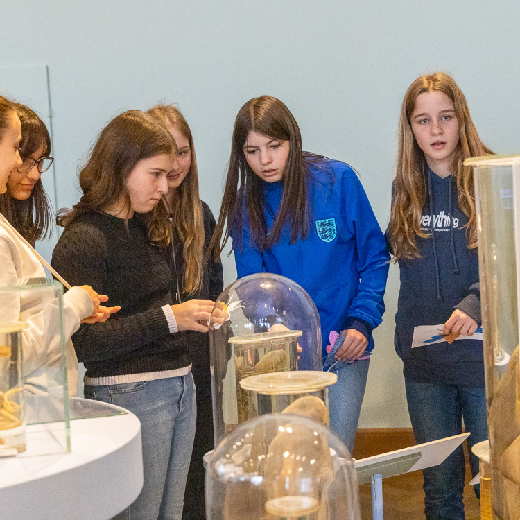 Girls&#39; Day im Zeichen von Wissenschaft und Forschung: Bildungsminister begleitet Schülerinnen ins Naturhistorische Museum - Bild Nr. 12310