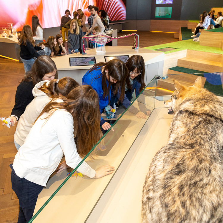 Girls' Day im Zeichen von Wissenschaft und Forschung: Bildungsminister begleitet Schülerinnen ins Naturhistorische Museum - Bild Nr. 12281