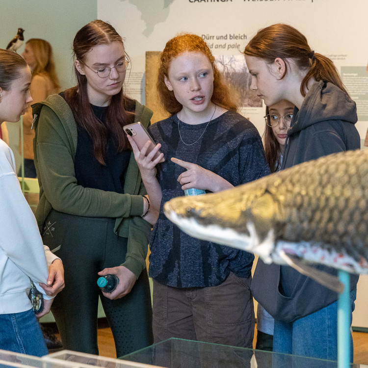 Girls' Day im Zeichen von Wissenschaft und Forschung: Bildungsminister begleitet Schülerinnen ins Naturhistorische Museum - Bild Nr. 12306